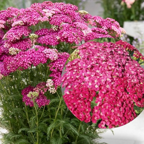 Achillea millefolium 'Saucy Seduction' - Harilik raudrohi 'Saucy Seduction' P9/0,55L 